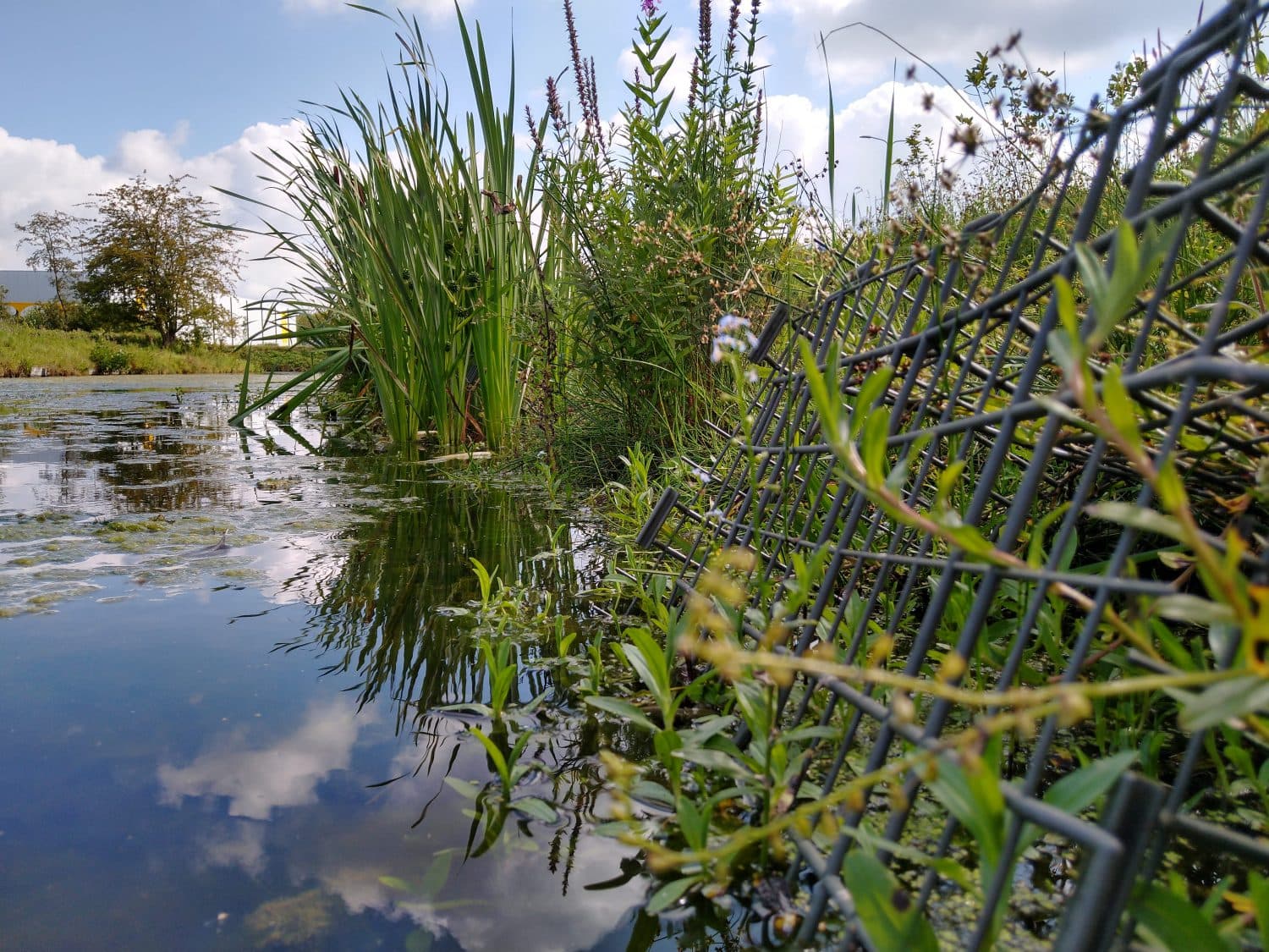 Waterplanten voor KRW Richtlijn