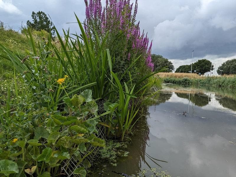 Professionele Aanplanting Waterplanten